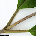 SpeciesSub: subsp. aspera